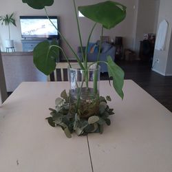 Monsta Plant Wit Vase. And  Garland