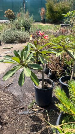 Plumeria