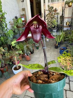 Paphiopedilum “Red Apple”