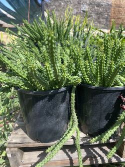 Healthy Plants 