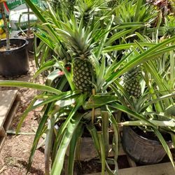 Piñas Grandes 