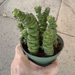 String Of Button 4” Plant Healthy 