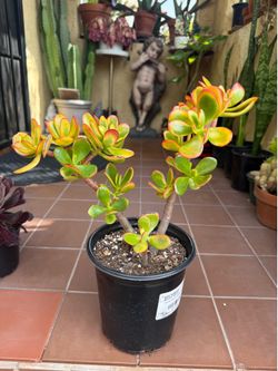 Sunset Jade Succulent Plant