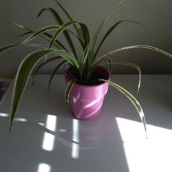 Spider Plant