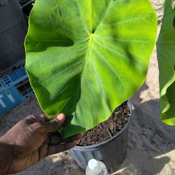 Mammoth Elephant Ears 