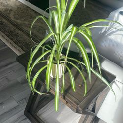 Beautiful Long Leaf Flower