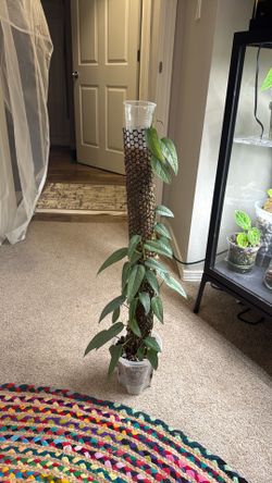 Cebu blue philodendron