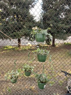 Ivy Plants