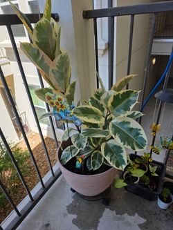 Various plants n variegated rubber tree