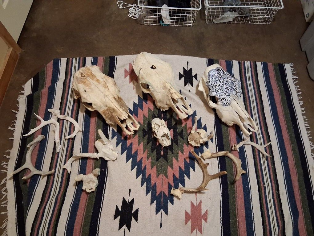 Animal Skulls