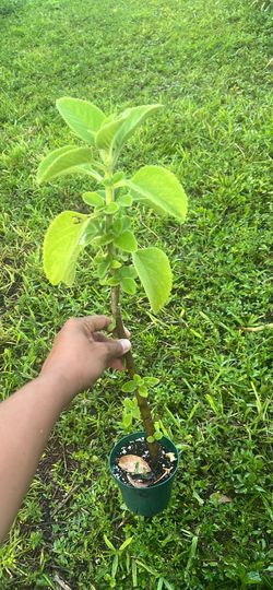 Boldo benefits Aromatic coleus plant organic