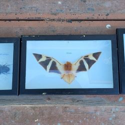 Framed Exotic Insect & Scorpion Specimens