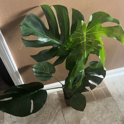 Monstera Deliciosa Plant (pls Read Description Below)
