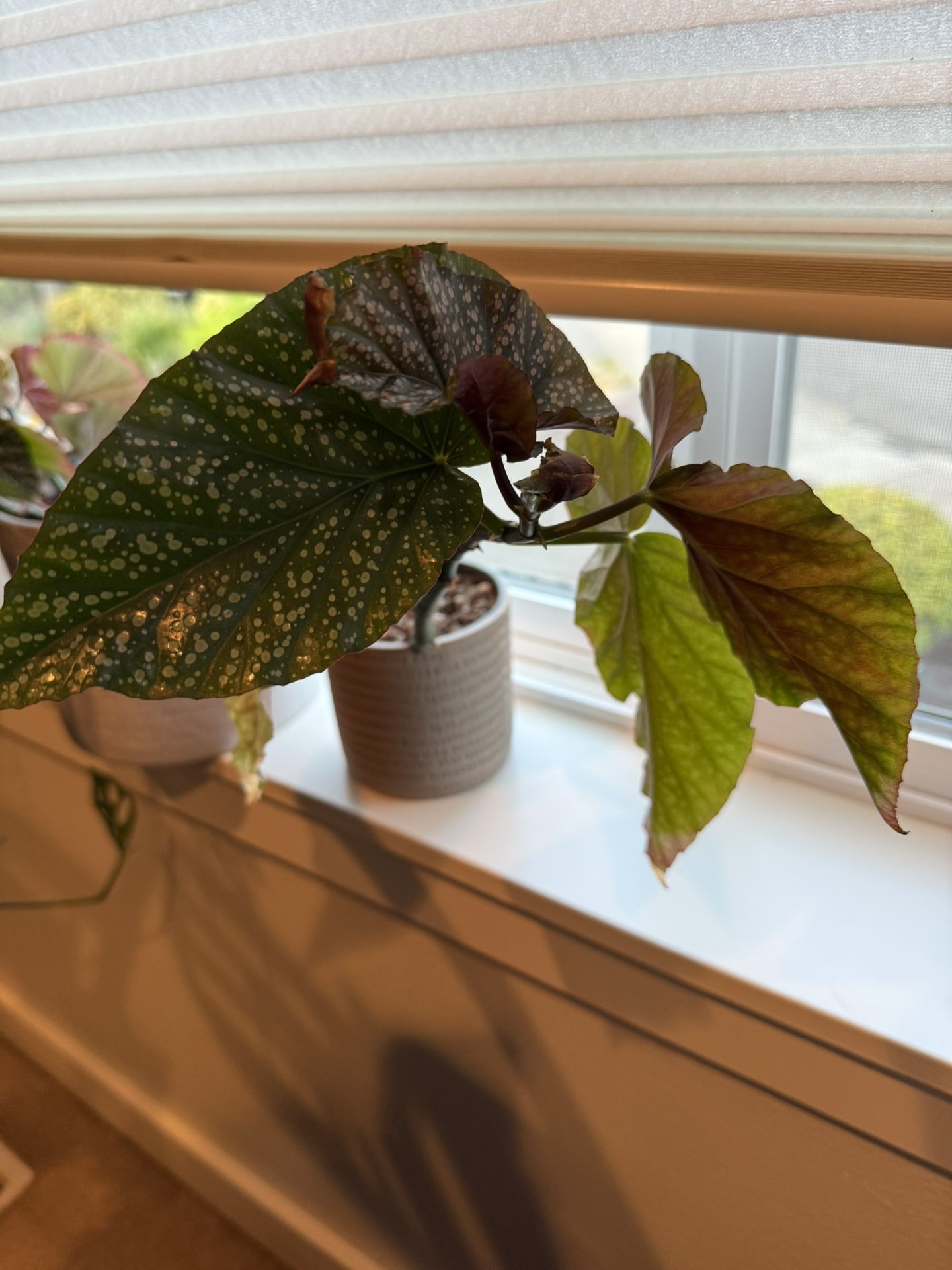 Polka Dot Begonias – Silver Spotted Leaves