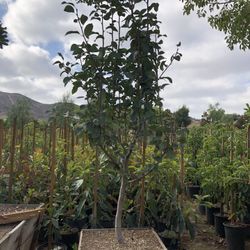 Apple Tree