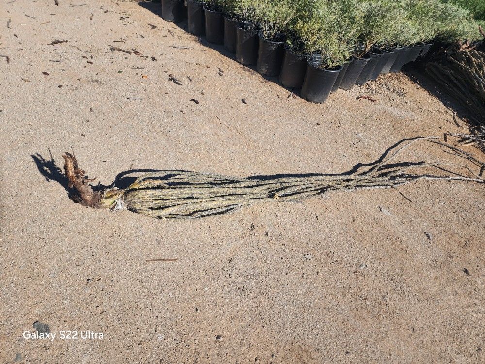Chilopsis Tree & Ocotillo Plant