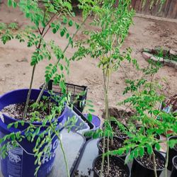 Moringa Trees 