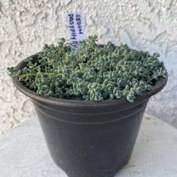 6 Inch Pot Succulent Plant - Sedum Dasyphyllum -  Thick-leaf Stonecrop - Rooted & Established - Drought Resistant - 🪴
