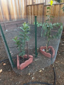 Wire Mesh Garden Plant Protection Enclosure