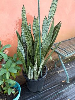 Snake plant