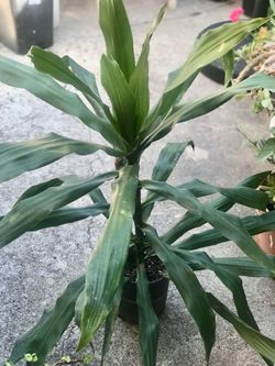 $12 house/shade plant
