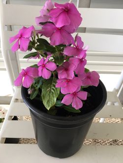 Plant hablo español