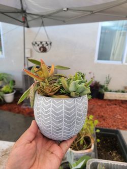 Succulent arrangement in modern planter 🤩