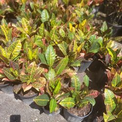 CROTONS PETRA 3GALLONS 
