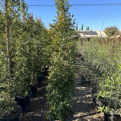 Eugenia Privacy Hedge