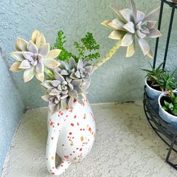 Graptopetalum Paraguayense Plant 