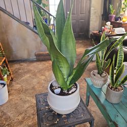 Sansevieria Snake Plant In 7in Ceramic Pot With Shells And Stones