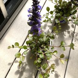 Bugleweed (Ajuga), Perennial Plant. Please See All Pics.