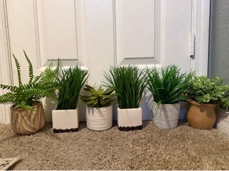 6 little plants