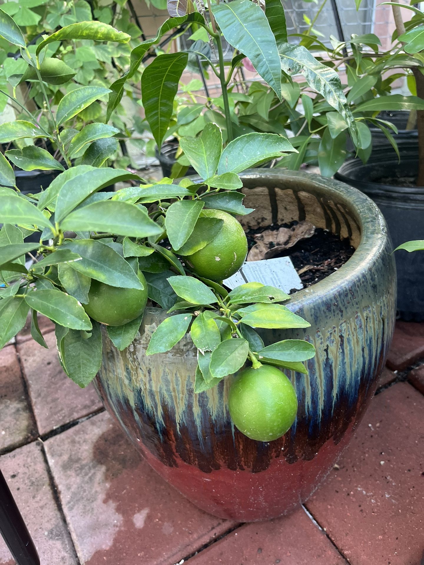 Grafted Big Green Lime Tree With Lime .with Ceramic Big Pot.