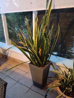 Large Snake Plant in Wicker Planter