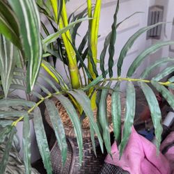 Fake Green Plants 