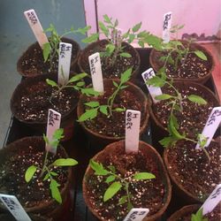 Roma Tomato Plants $2 Each