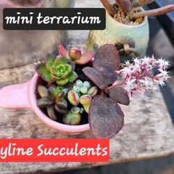MINI SUCCULENTS AND MORE. SALE THIS SUNDAY ARRANGEMENTS  TOO SUNDAY