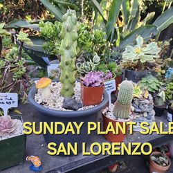 PLANT AND SUCCULENT SALE ON SUNDAY IN SAN LORENZO