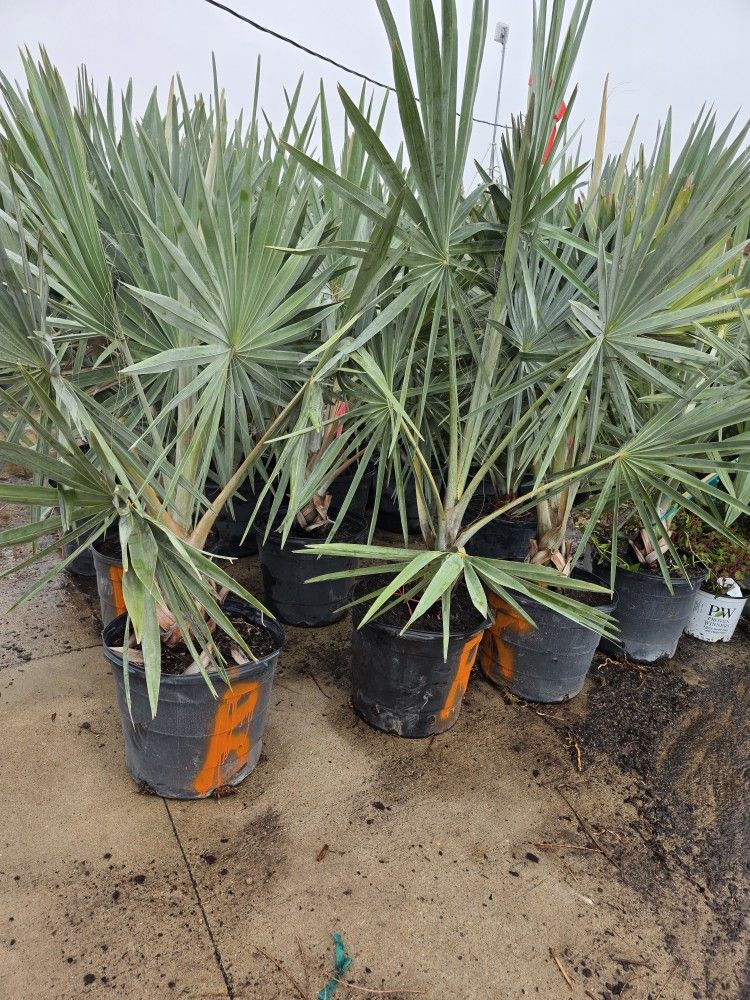 Bismarck 15gallones Palms 