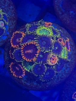 Zoa polyp FRAGS