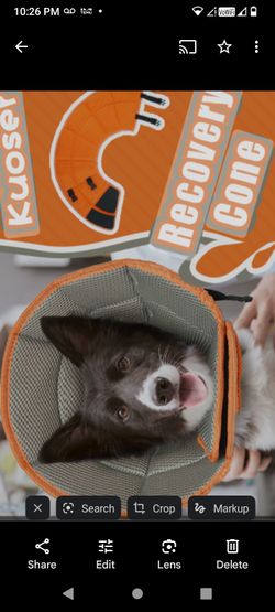 Kuoser Soft Dog Protective Wound Collar