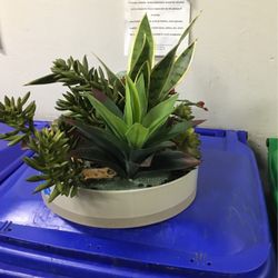 Flake Plant 10.00