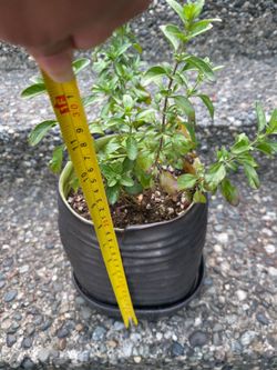 Salvia hot lips - $5