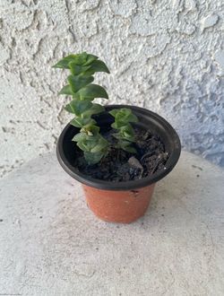 3 Inch Pot Succulent Plant - Crassula Perforata  - String of Buttons  - Rooted & Established Plant - Drought Resistant - 🪴