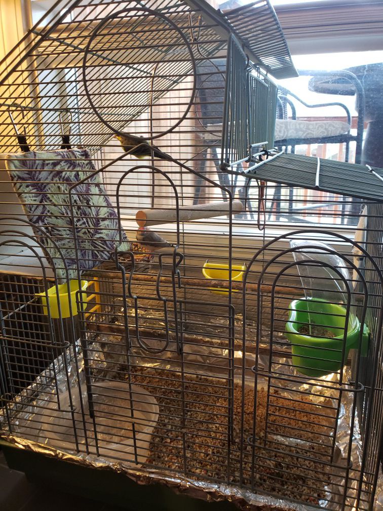 Free 2 finchs and bird cage snohomish wa