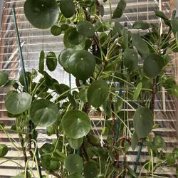 Chinese Money plant 