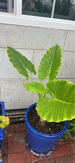 Maceta de cerámica con planta oreja de elefante.