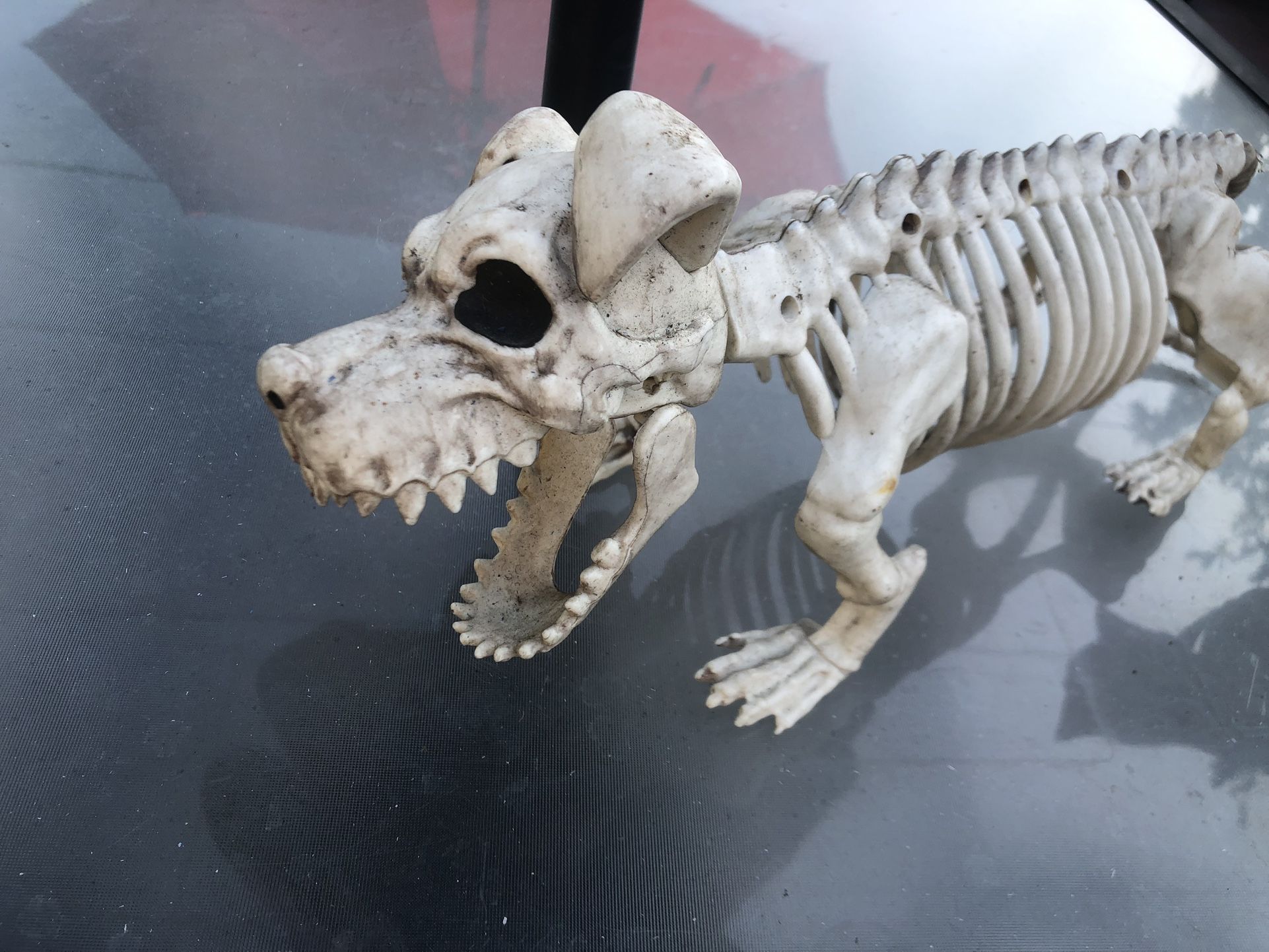 Halloween Small Dog Skeleton