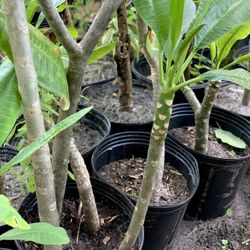 Frangipani (Plumeria) - 3-Gallon Potted Rooted Plants | Tropical Blooms 